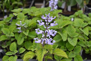 Plectranthus, Zulu- (Pflanze)